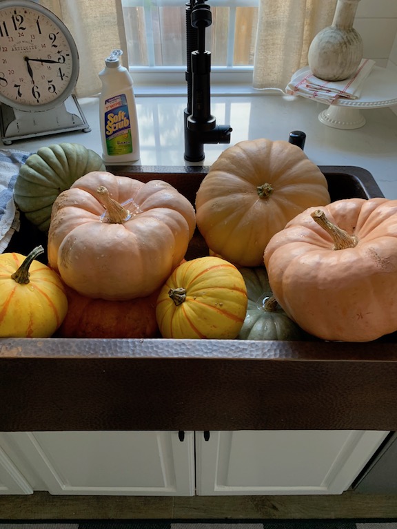 prevent pumpkins from rotting