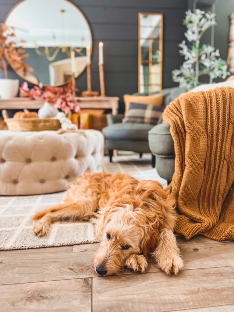 Adorable dog curled up in a cozy living room